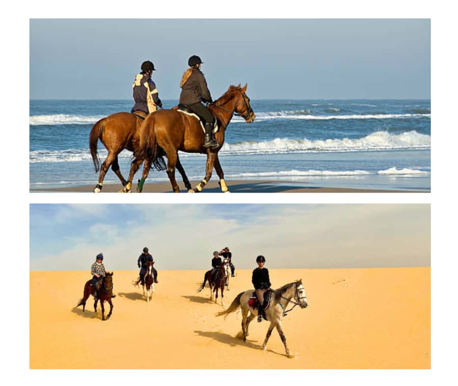Doha: Arabian Horse Riding Experience –Sea or Desert Options - The Doha to Mesaieed drive