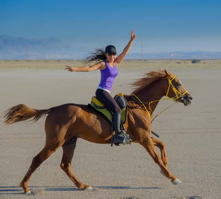 Doha: Arabian Horse Riding on the Seashore with Pickup - Meeting an Arabian horse beside Qatar’s shore