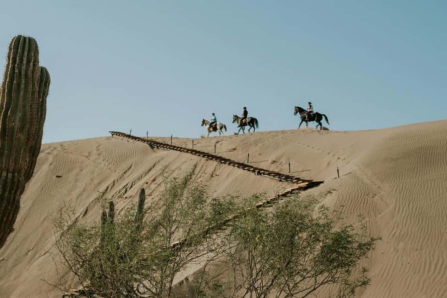 Doha: Arabian Horse Riding on the Seashore with Pickup - Riding along the seashore