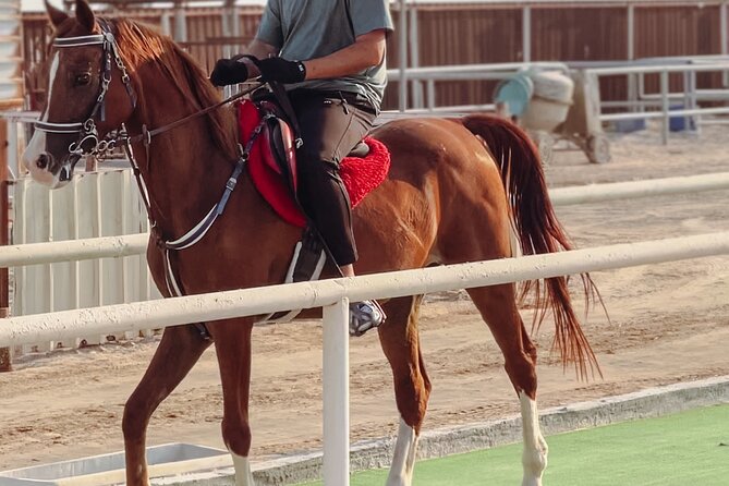 Doha-Private Half Day Safari with Horse Ride/Camel Ride/sandboard - The 40-minute horse ride