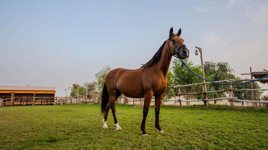 Dubai: Al Marmoom Oasis Horse Riding Experience with Snack - Key points to know before booking