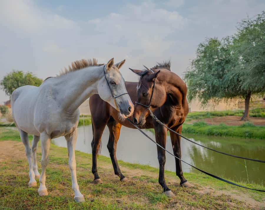 Dubai: Al Marmoom Oasis Horse Riding Experience with Snack - Booking advice and final verdict