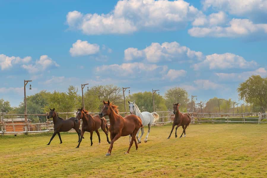 Dubai: Al Marmoom Oasis Horse Riding Experience with Snack - Meeting the horses and learning about the stud