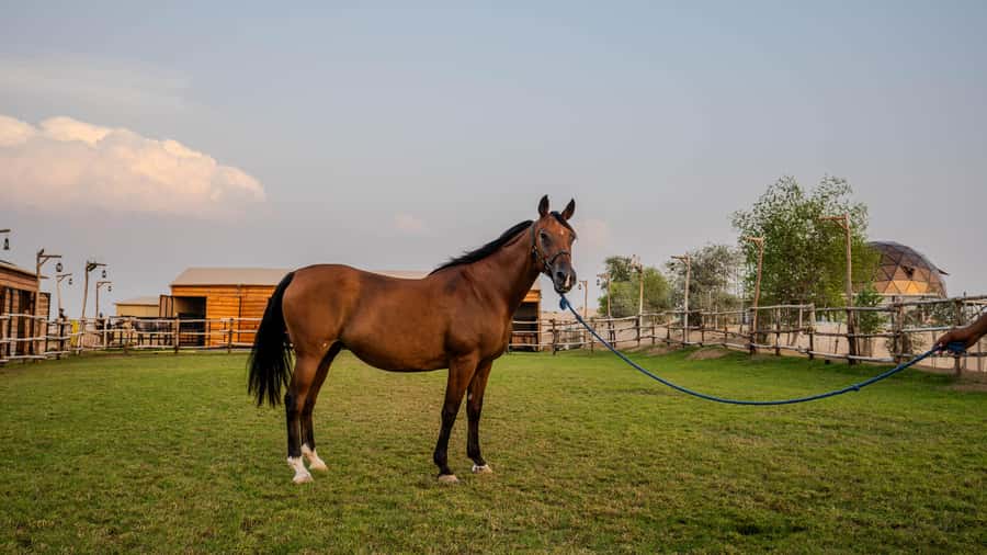 Dubai: Al Marmoom Oasis Horse Riding Experience with Snack - The 30 or 45-minute ride through the oasis