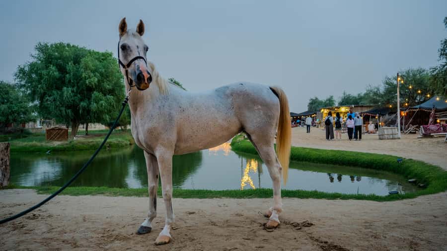 Dubai: Al Marmoom Oasis Horse Riding Experience with Snack - What is included, and what costs extra