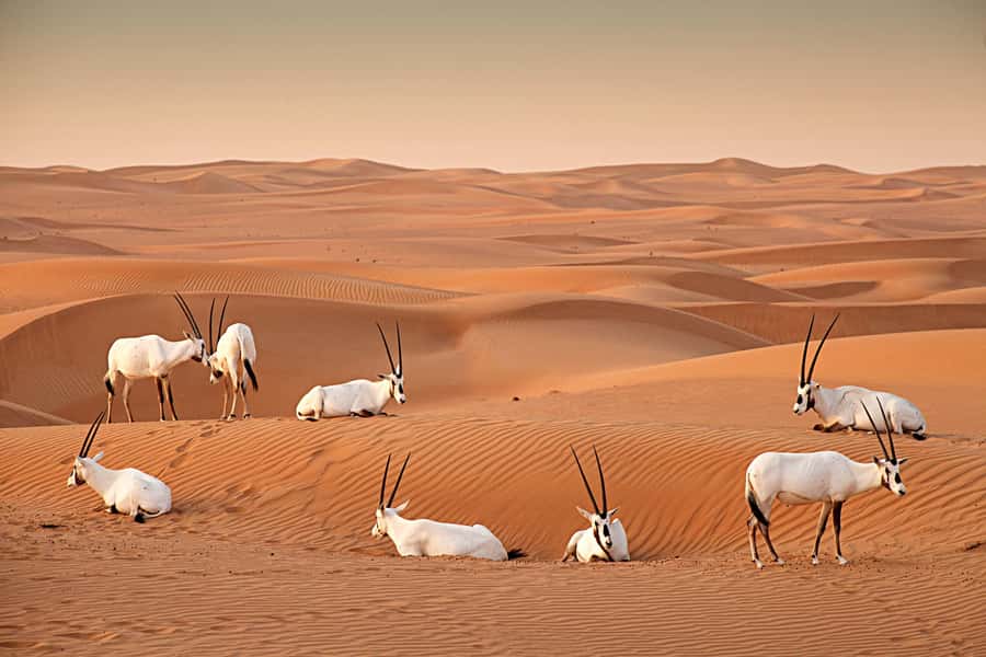 Dubai: Hot Air Balloon with Camel, ATV, & Horse Ride Options - Is $272 good value?