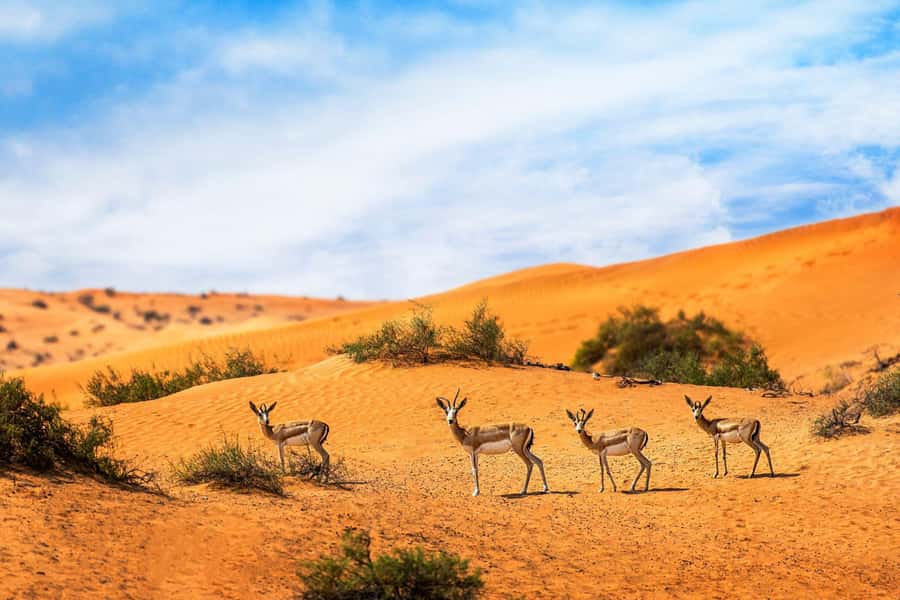 Dubai: Hot Air Balloon with Camel, ATV, & Horse Ride Options - The practical details that shape your morning