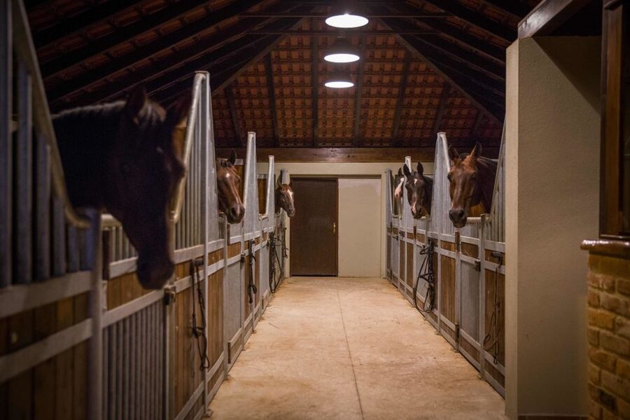 Dubrovnik Kojan Koral: Horseback Riding - Who should book this ride