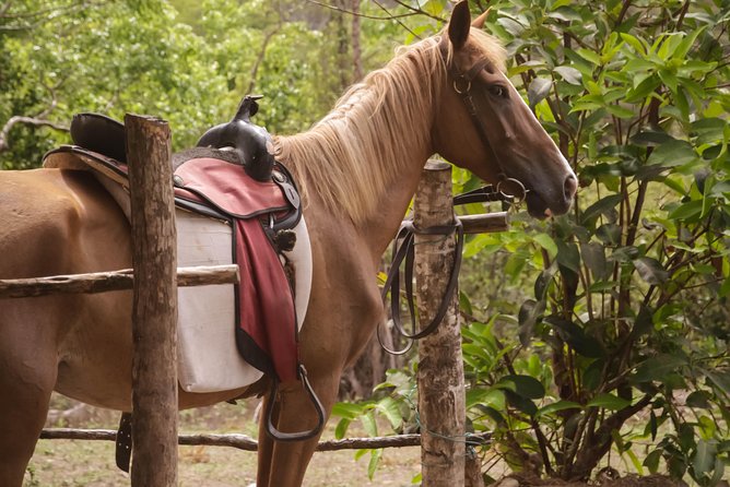 East Coast Horseback Riding & Waterfall Excursion - Dennery Falls, a peaceful second act