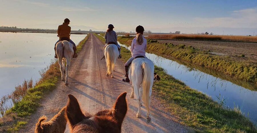 Ebro Delta National Park: Guided Horseback Riding Tour - Key points to know before you book
