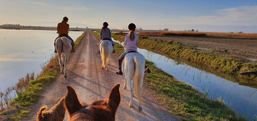 Ebro Delta National Park: Guided Horseback Riding Tour - The Jeep transfer to the horses