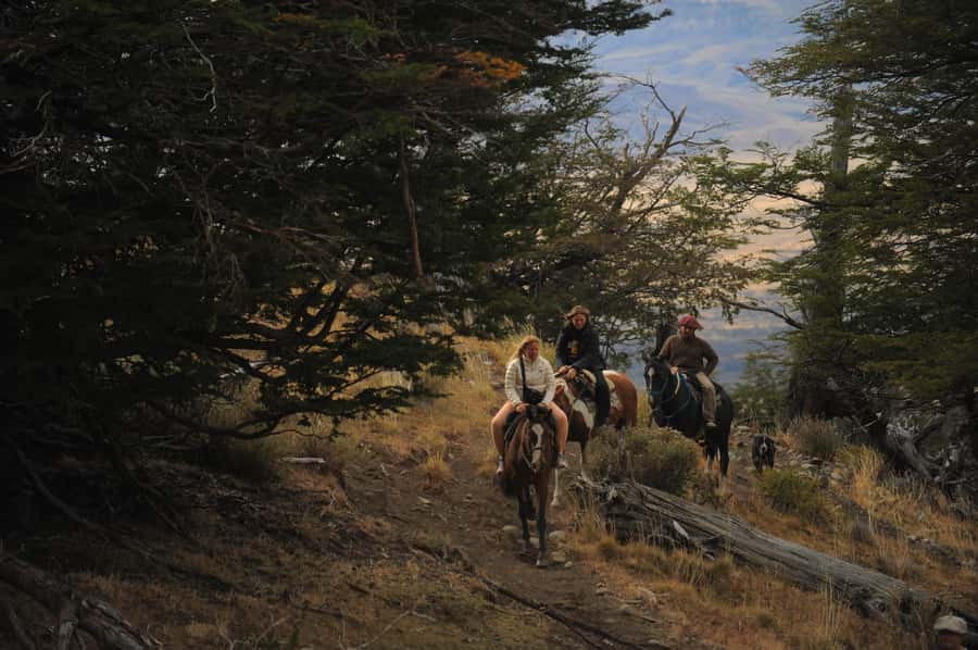 El Calafate: Horseback riding in Cerro Frias - Down through the lenga forest