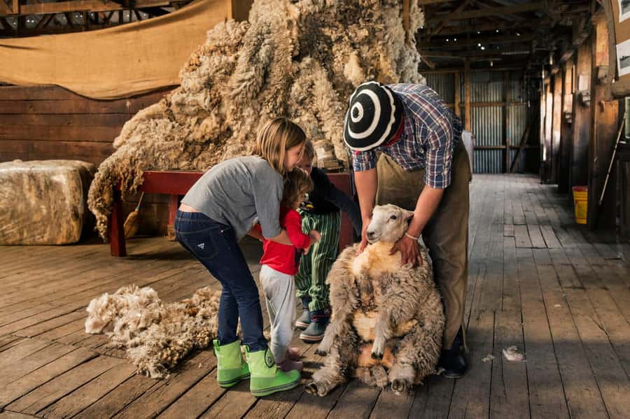 El Calafate: Nibepo Aike Ranch with Horseback Riding - Sheep sheds, cattle, and the working life of an estancia
