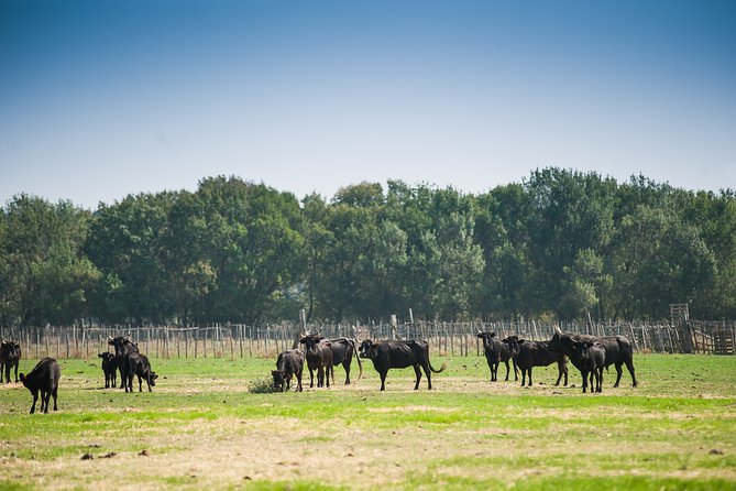 Electric bike excursion in Camargue - Riding into the Camargue from Le Grau-du-Roi
