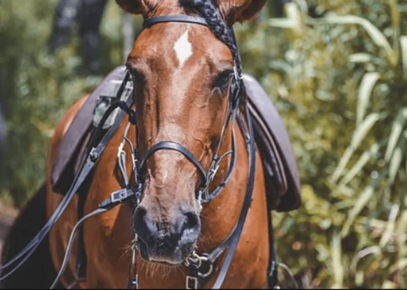 Ensenada: Horseback Riding at Playa Hermosa Beach - Meeting the horse and learning the basics