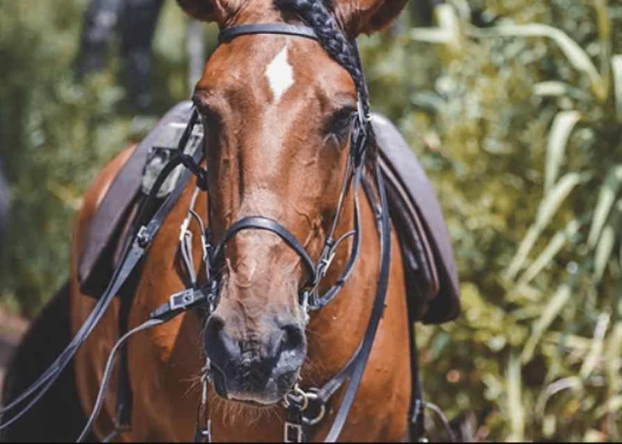 Ensenada: Horseback Riding at Playa Hermosa Beach - My call on booking