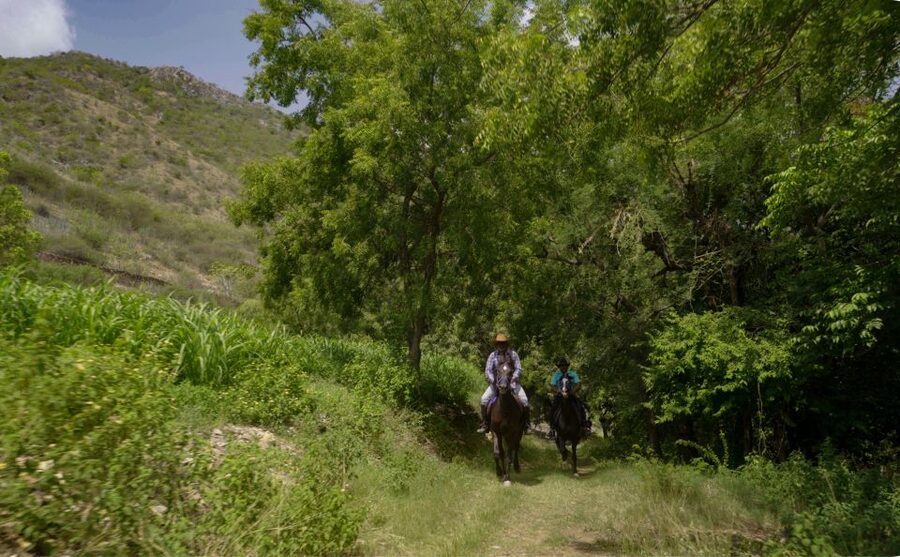 Equestrian Escape: Horse Safari Adventure - Meeting Marwari Horses at Krishna Ranch