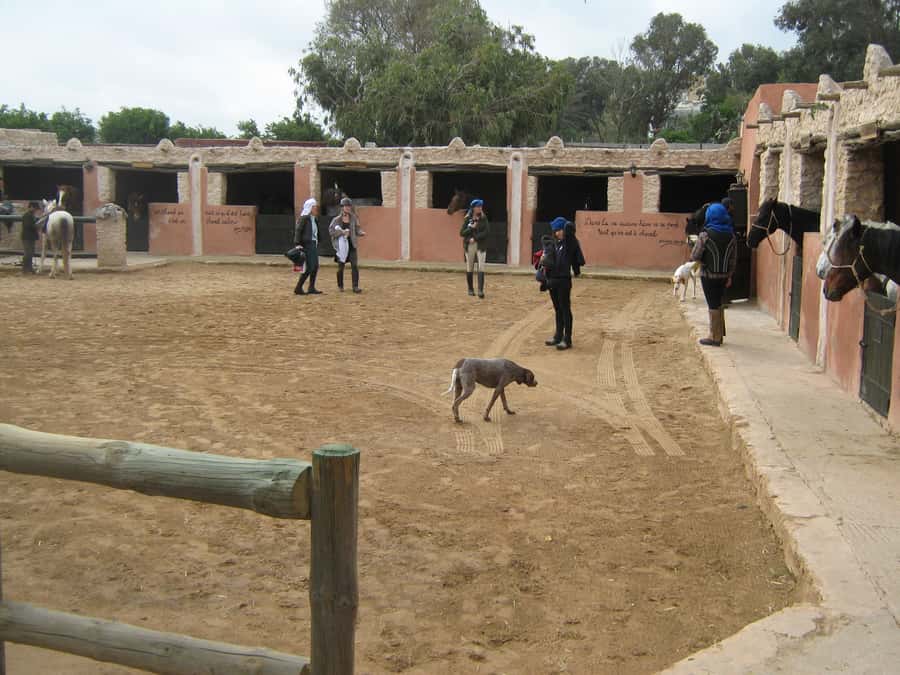 Essaouira: 3-Hour Horseback Ride - Horses, equipment, and rider comfort