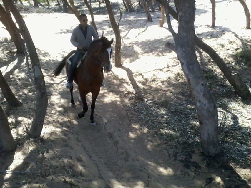 Essaouira: 3-Hour Horseback Ride - Who should book this Essaouira horseback ride?