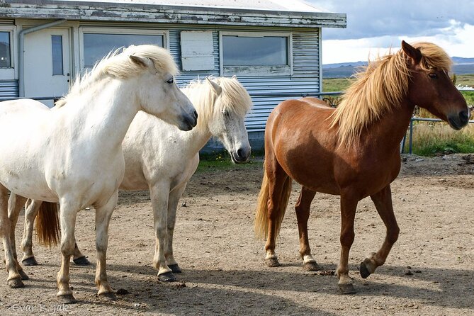 Experience Countryside of Iceland by Horseback Riding - Why this ride feels different from a Reykjavik day tour