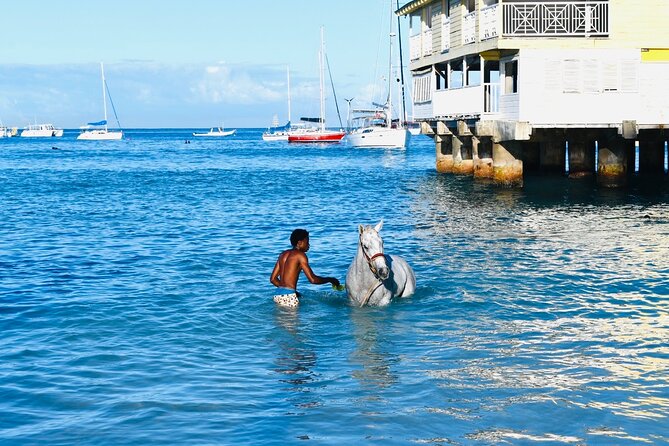 Experience the Swimming Horses at Carlisle Bay & the Garrison - Why the swimming horses are worth the early alarm