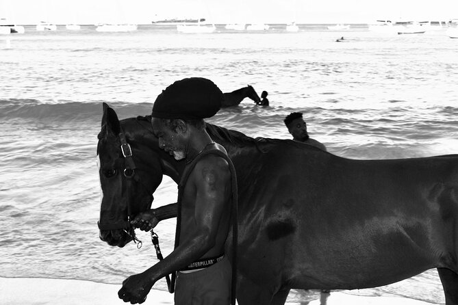 Experience the Swimming Horses at Carlisle Bay & the Garrison - How much value do you get for $35?