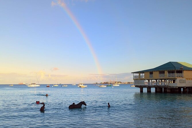 Experience the Swimming Horses at Carlisle Bay & the Garrison - Timing, pickup, and practical comfort