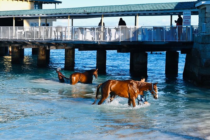 Experience the Swimming Horses at Carlisle Bay & the Garrison - What happens at Pebbles Beach