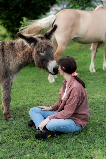 Experiential activity with horses: an experience in connection - Meeting the animals at Happy Days Again