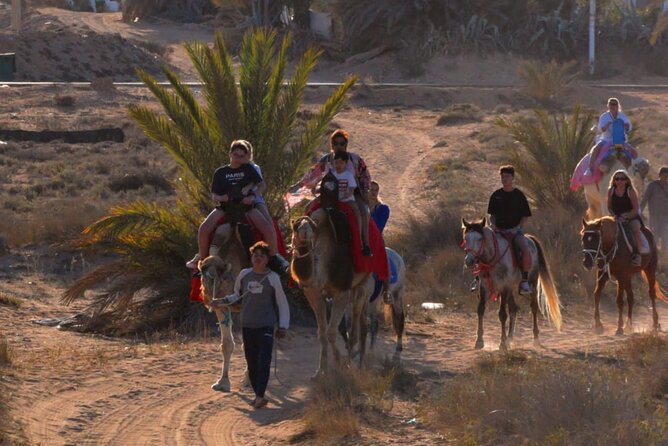 Explore Djerba by camel and horse - The lagoon stop and sunset option