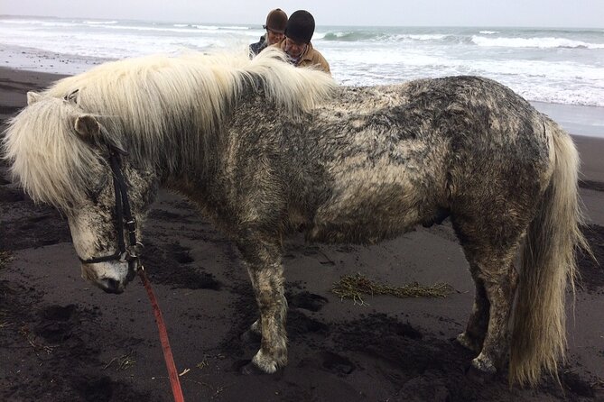 Family Horse Riding Tour in Thorlakshofn - Is the $180 price fair?