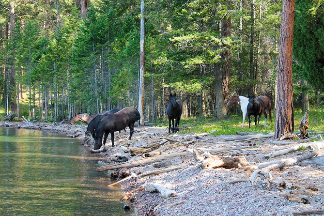 Flathead Lake Private Sunset Wild Horse Island Boat Tour - Key points to know before booking