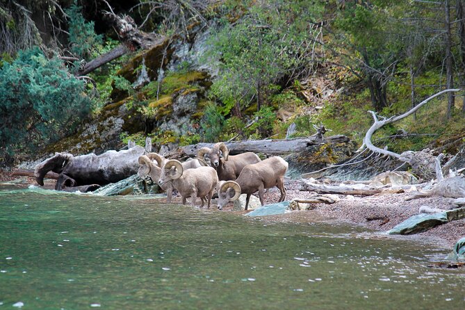 Flathead Lake Private Sunset Wild Horse Island Boat Tour - Hiking at your own pace