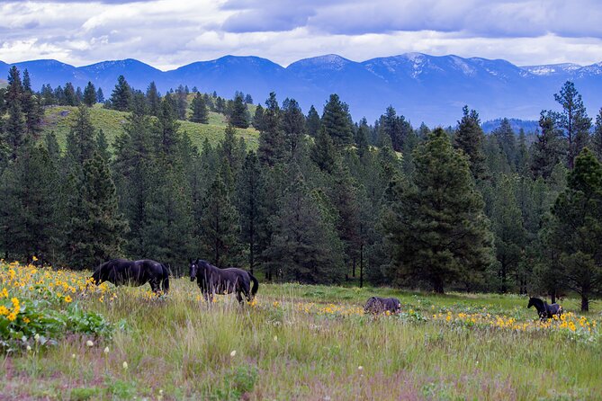 Flathead Lake Private Sunset Wild Horse Island Boat Tour - What the $895 group price really means