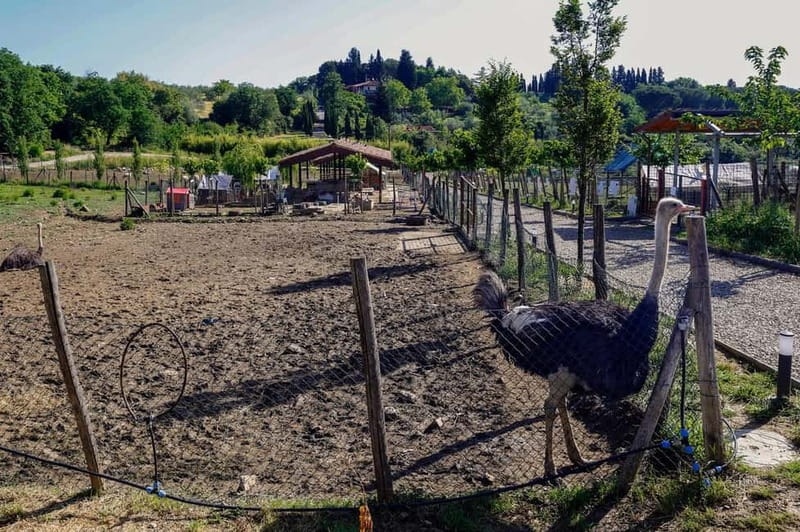 Florence: Private Horseback Ride with Tuscan Lunch or Dinner - Leaving Florence for Pontassieve