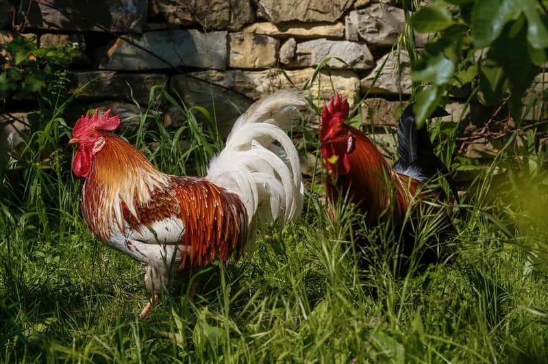 Florence: Private Horseback Ride with Tuscan Lunch or Dinner - Lunch or dinner at the farm