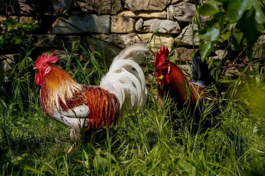 Florence: Private Horseback Ride with Wine Aperitivo - Meeting the horses at the working farm