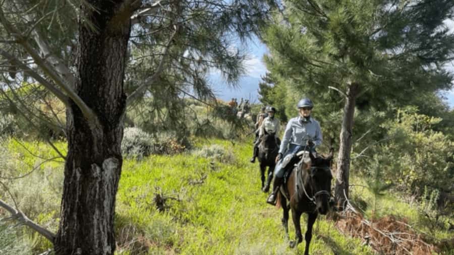 Franschhoek: Half Day Horse Trail and Wine Tasting - Choosing between a calm ride and a faster canter