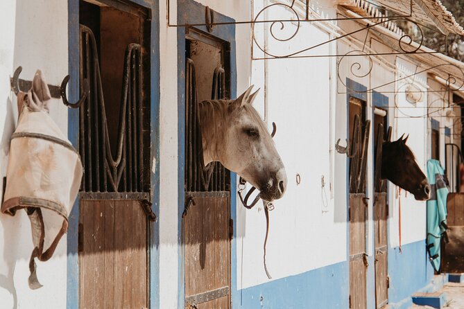 From Albufeira: Half-Day Hidden Gems & Horse Riding Tour - Meeting the horses before the saddle