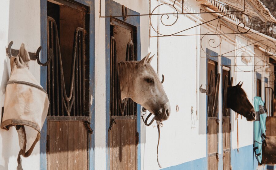 From Albufeira: Horse Riding Tour with Pickup - Meeting the horses and learning the basics