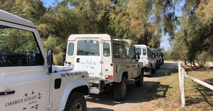 From Arles: Half-Day 4x4 Camargue Safari - Key points to know before you book