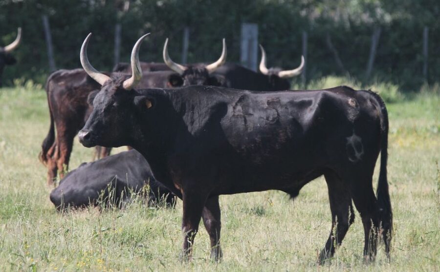 From Arles: Half-Day 4x4 Camargue Safari - Why the Camargue works best from a 4x4