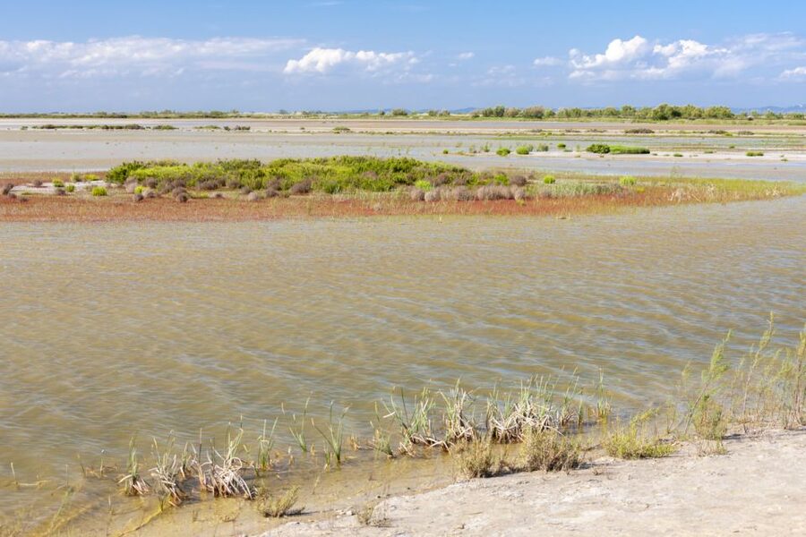 From Arles: Half-Day 4x4 Camargue Safari - Is $69 good value for four hours?