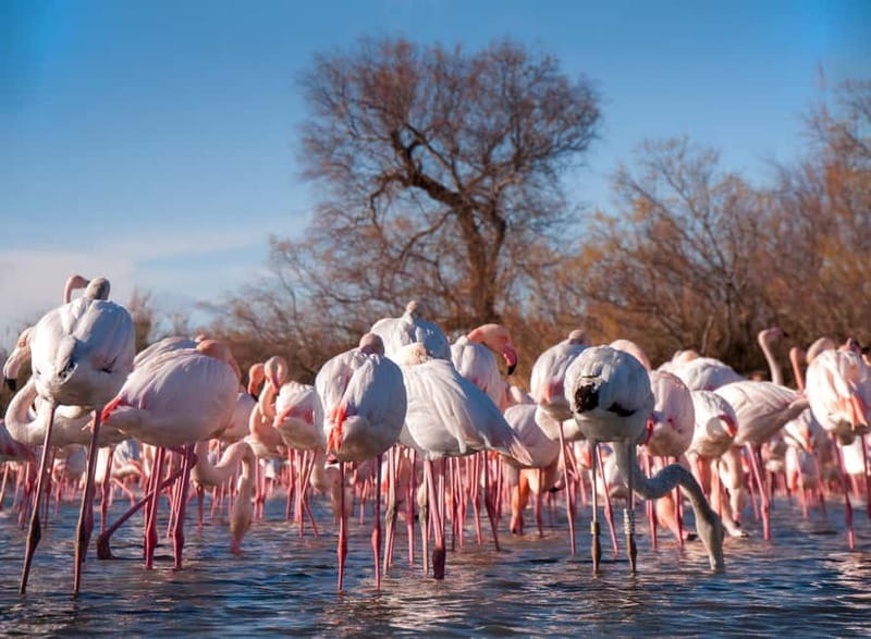 From Avignon: Camargue Tour with Bird Park Entry - Who Should Book This Camargue Tour?