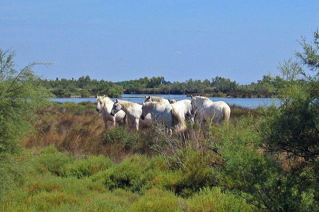 From Avignon: Half-Day Camargue and Saintes-Maries-de-la-Mer - Why the Camargue feels different from Provence
