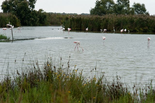 From Avignon: Half-Day Camargue and Saintes-Maries-de-la-Mer - Is $105 a fair price?