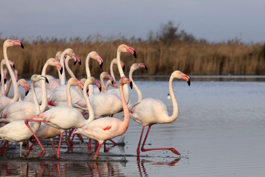 From Avignon: Half-Day Camargue and Saintes-Maries-de-la-Mer - Who should book this half-day Camargue trip?