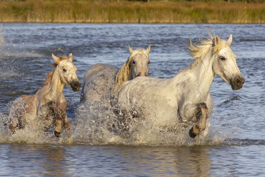 From Avignon: Half-Day Camargue and Saintes-Maries-de-la-Mer - Practical details before you reserve