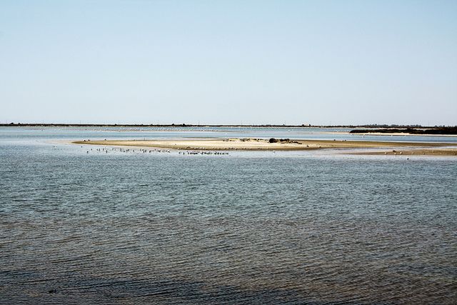 From Avignon: Half-Day Camargue and Saintes-Maries-de-la-Mer - Birdwatching at the Camargue wetlands