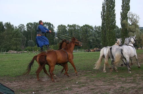 From Budapest: Puszta Horse Show and Countryside Visit - Key points to know before booking